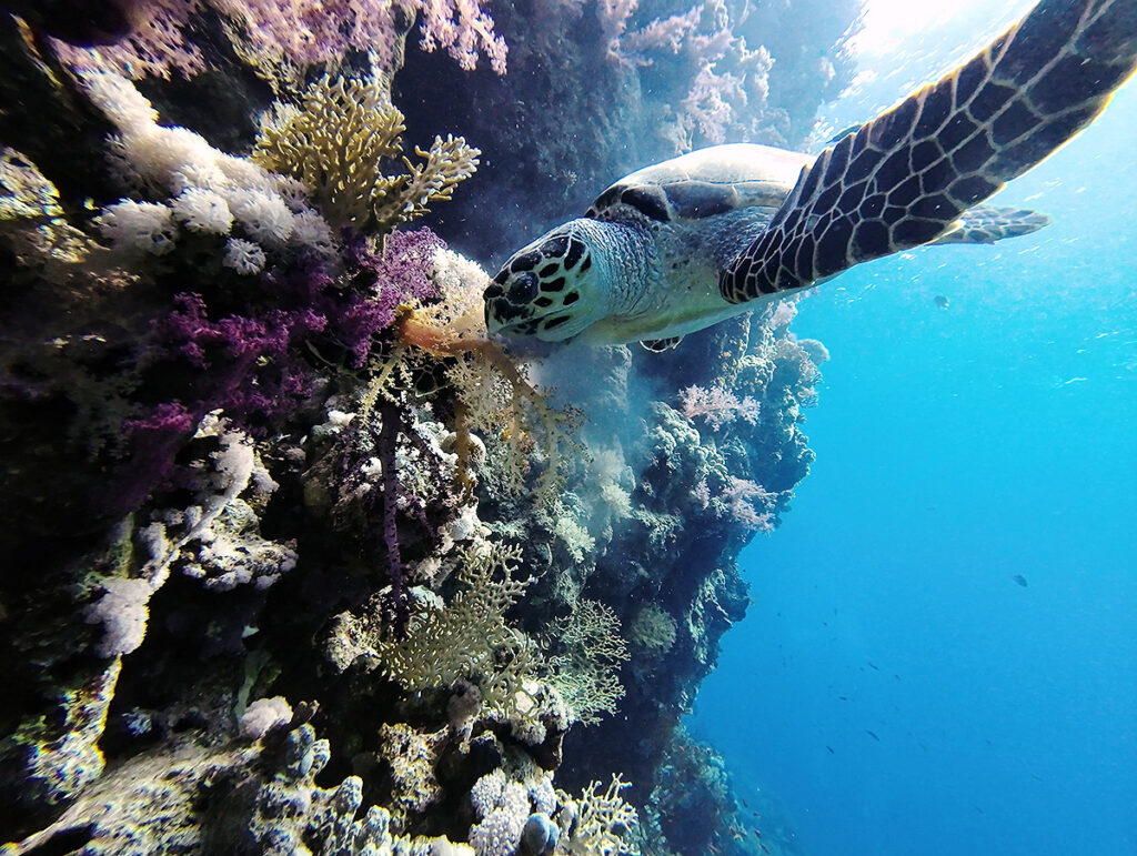 Picture of turtle eating coral