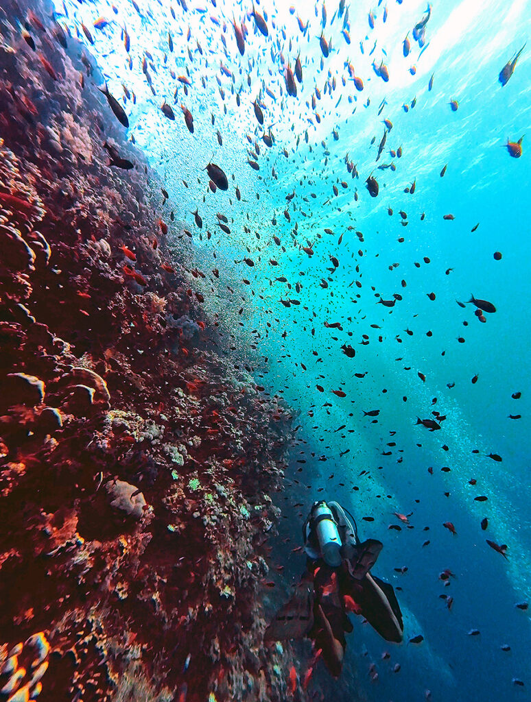 A coral wall with a lot of small orange fish, Lyretail Anthias